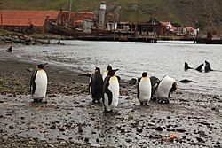 Archivo:Aptenodytes patagonicus -Grytviken Whaling Station, South Georgia, British Overseas Territories, UK-8 (1)