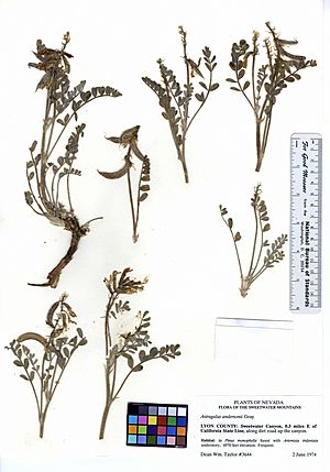 Archivo:Astragalus andersonii (5903033989)