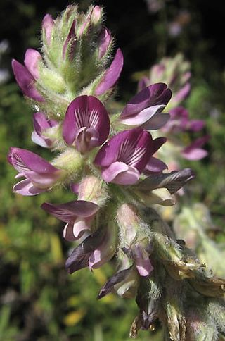Astragalusbrauntonii.jpg