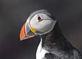 Atlantic Puffin Fratercula arctica