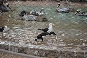 Archivo:Aves Guaneras Parque de las Leyendas