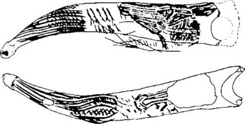 Baston cueva del Valle (Obermaier 1925)