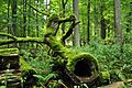 Bialowieza National Park in Poland0029