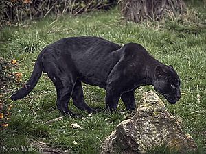 Archivo:Black Jaguar (10037053435)