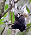 Blond-crested Woodpecker