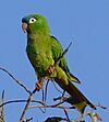 Blue-crowned Parakeet (Thectocercus acuticaudatus) Poconé, Mato Grosso.jpg