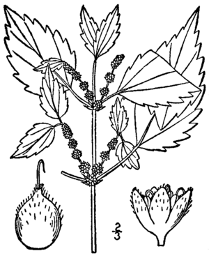 Archivo:Boehmeria cylindrica BB-1913