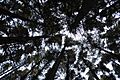 Bosque interior Parque Nacional Montecristo 01