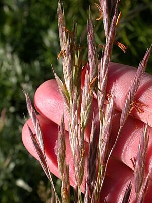 Archivo:Bromus carinatus (3861050686)