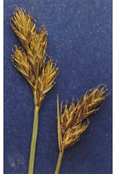 Carexleporinella.jpg