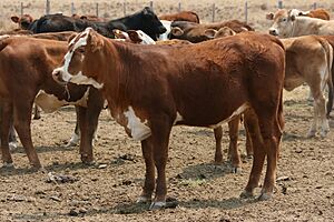 Archivo:Cattle raising in Paraguay 7774 filtered