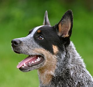 Cattledog Little Joe.JPG