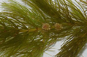 Archivo:Ceratophyllum demersum (inflorescence)