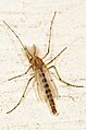 Chironomous Midge, Leesylvania State Park, Woodbridge, Virginia