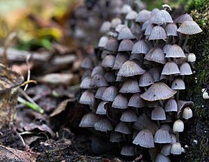 Archivo:Coprinellus disseminatus, Fairy Inkcap mushroom