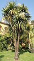Cordyline australis - Val Rahmeh - DSC04255 (cropped)