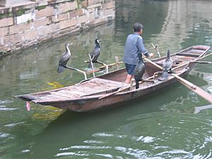 Archivo:Cormorant fishing -Suzhou -China-6July2005