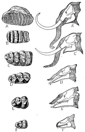 Archivo:Creation by Evolution (1928) p239 mastodons and elephants