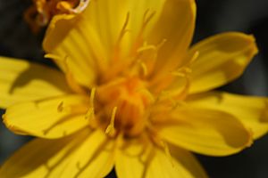 Archivo:Crepis modocensis 9234