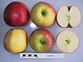 Cross section of Jonagold (LA 78A), National Fruit Collection (acc. 1982-291)
