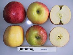 Cross section of Jonagold (LA 78A), National Fruit Collection (acc. 1982-291).jpg