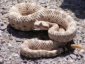 Archivo:Crotalus cerastes mesquite springs CA