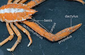 Archivo:Crustaceanleg