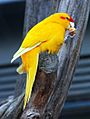 Cyanoramphus novaezelandiae -yellow mutant 4c