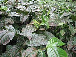 Archivo:Darjeeling Tea Plant