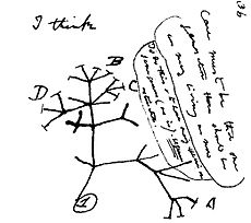 Archivo:Darwins first tree