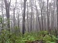 Deua forest with mist