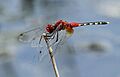 Diplacodes luminans Barbet 2013 01 26