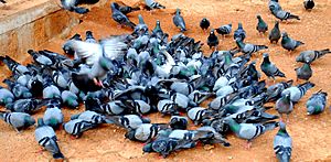 Archivo:Doves fighting