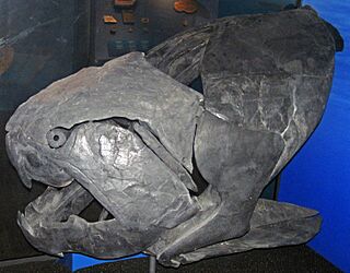 Dunkleosteus terrelli (fossil fish) (Cleveland Shale Member, Ohio Shale, Upper Devonian; Rocky River Valley, Cleveland, Ohio, USA) 16 (33289195654).jpg