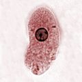 Entamoeba histolytica 00468