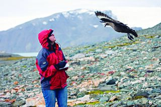 Erli Costa observando comportamento de defesa de território da Skua-Polar-do-Sul (Foto Claudio Duek) (53140017642).jpg