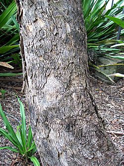 Eucalyptus conica bark.jpg