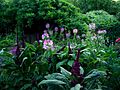 Evening light on Cleome Spinosa and Amaranthus Gangeticus (Elephant Head Amaranthus)