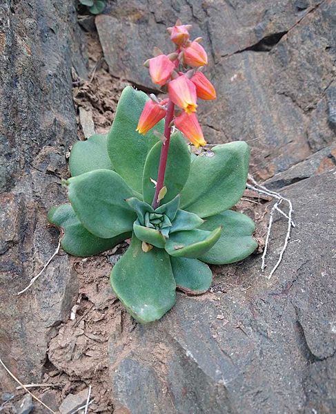Fenotipo Echeveria kieslingii