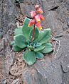 Fenotipo Echeveria kieslingii