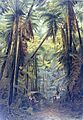 Fern woods (cyathea) on Cameroon Peak at 1800 meters