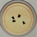 Flies on a Plate