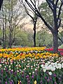 Flowers in Seoul Forest Park