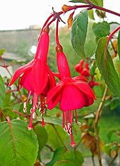 Archivo:Fuchsia (fleurs)