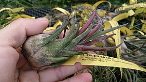 Archivo:Fuzzywuzzy Airplant (Tillandsia pruinosa)