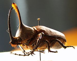 Golofa porteri m.jpg