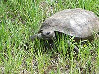 Archivo:Gopher Tortoise