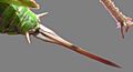 GrassHopperOviPositor