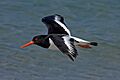 Haematopus ostralegus He2