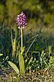 Hall käpp (Orchis militaris) - Keila looniit